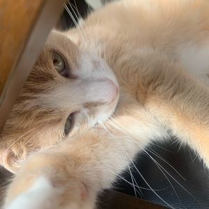 Pet Allergy Warning!!